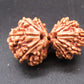 Natural Nepal Gauri Shankar Rudraksha – Certified Spiritual Bead