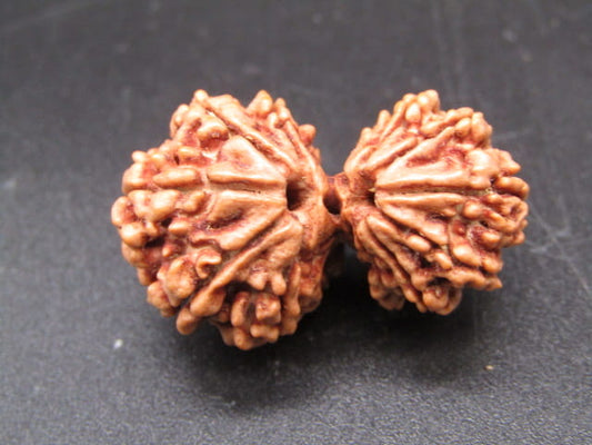 Natural Nepal Gauri Shankar Rudraksha – Certified Spiritual Bead