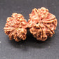Natural Nepal Gauri Shankar Rudraksha – Certified Spiritual Bead