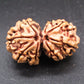 Natural Nepal Gauri Shankar Rudraksha – Certified Spiritual Bead