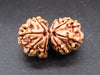 Natural Nepal Gauri Shankar Rudraksha – Certified Spiritual Bead