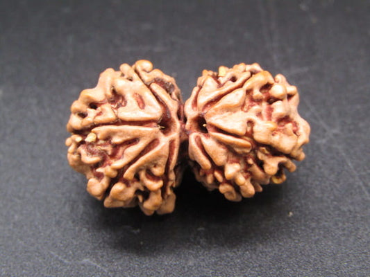 Natural Nepal Gauri Shankar Rudraksha – Certified Spiritual Bead