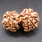 Natural Nepal Gauri Shankar Rudraksha – Certified Spiritual Bead