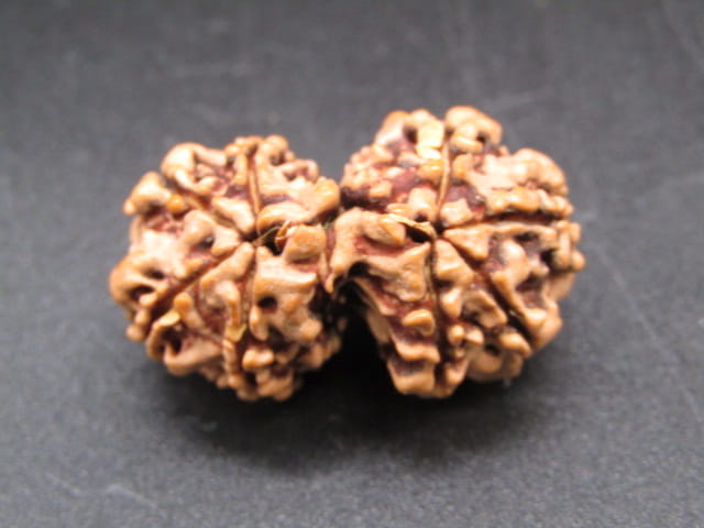 Natural Nepal Gauri Shankar Rudraksha – Certified Spiritual Bead