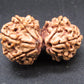Natural Nepal Gauri Shankar Rudraksha – Certified Spiritual Bead
