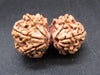 Natural Nepal Gauri Shankar Rudraksha – Certified Spiritual Bead