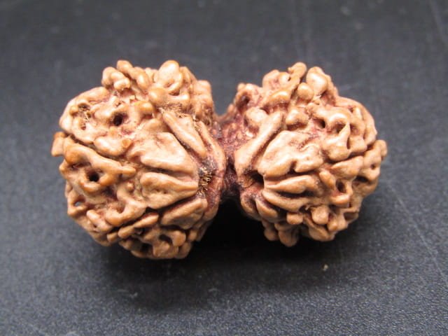 Natural Nepal Gauri Shankar Rudraksha – Certified Spiritual Bead