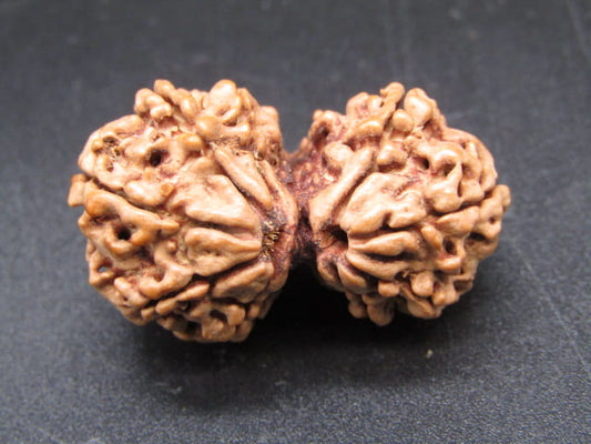 Natural Nepal Gauri Shankar Rudraksha – Certified Spiritual Bead