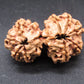 Natural Nepal Gauri Shankar Rudraksha – Certified Spiritual Bead