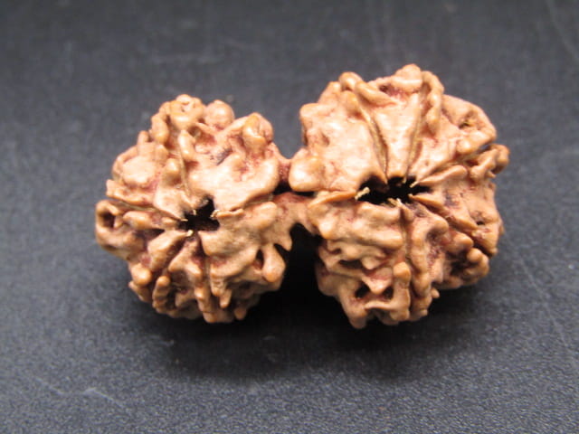 Natural Nepal Gauri Shankar Rudraksha – Certified Spiritual Bead