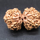 Natural Nepal Gauri Shankar Rudraksha – Certified Spiritual Bead