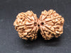 Natural Nepal Gauri Shankar Rudraksha – Certified Spiritual Bead