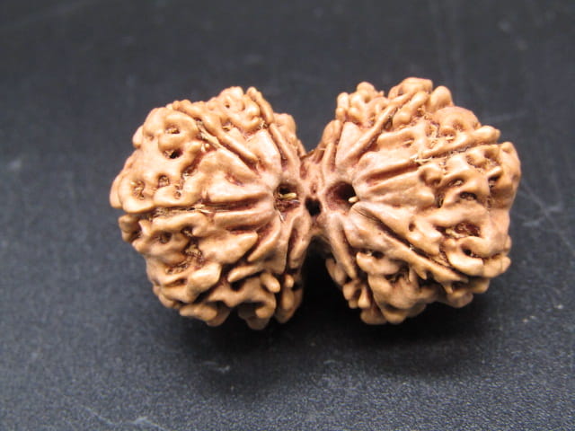 Natural Nepal Gauri Shankar Rudraksha – Certified Spiritual Bead