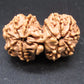 Natural Nepal Gauri Shankar Rudraksha – Certified Spiritual Bead
