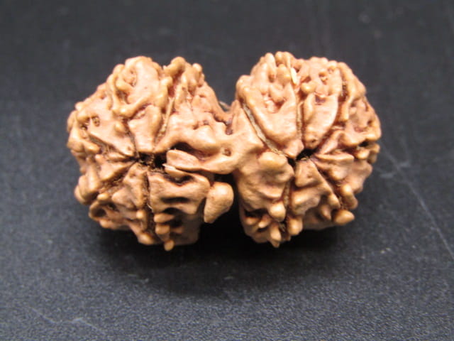 Natural Nepal Gauri Shankar Rudraksha – Certified Spiritual Bead