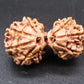 Natural Nepal Gauri Shankar Rudraksha – Certified Spiritual Bead