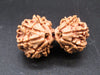 Natural Nepal Gauri Shankar Rudraksha – Certified Spiritual Bead