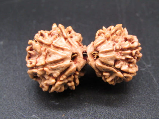 Natural Nepal Gauri Shankar Rudraksha – Certified Spiritual Bead