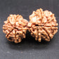 Natural Nepal Gauri Shankar Rudraksha – Certified Spiritual Bead