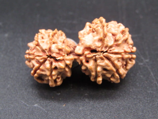 Natural Nepal Gauri Shankar Rudraksha – Certified Spiritual Bead
