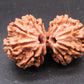 Natural Nepal Gauri Shankar Rudraksha – Certified Spiritual Bead