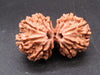 Natural Nepal Gauri Shankar Rudraksha – Certified Spiritual Bead