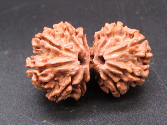 Natural Nepal Gauri Shankar Rudraksha – Certified Spiritual Bead