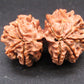 Natural Nepal Gauri Shankar Rudraksha – Certified Spiritual Bead