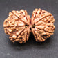 Natural Nepal Gauri Shankar Rudraksha – Certified Spiritual Bead