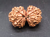 Natural Nepal Gauri Shankar Rudraksha – Certified Spiritual Bead