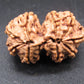 Natural Nepal Gauri Shankar Rudraksha – Certified Spiritual Bead