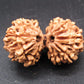 Natural Nepal Gauri Shankar Rudraksha – Certified Spiritual Bead