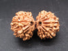 Natural Nepal Gauri Shankar Rudraksha – Certified Spiritual Bead