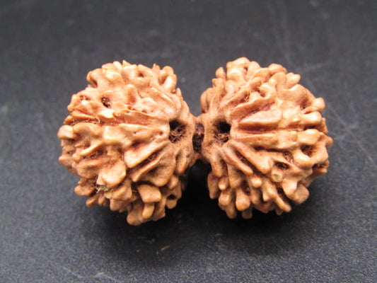 Natural Nepal Gauri Shankar Rudraksha – Certified Spiritual Bead