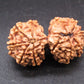 Natural Nepal Gauri Shankar Rudraksha – Certified Spiritual Bead