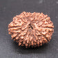 🌿 14 Mukhi Nepali Rudraksha (Natural & Certified). Super Collector