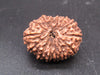 🌿 14 Mukhi Nepali Rudraksha (Natural & Certified). Super Collector