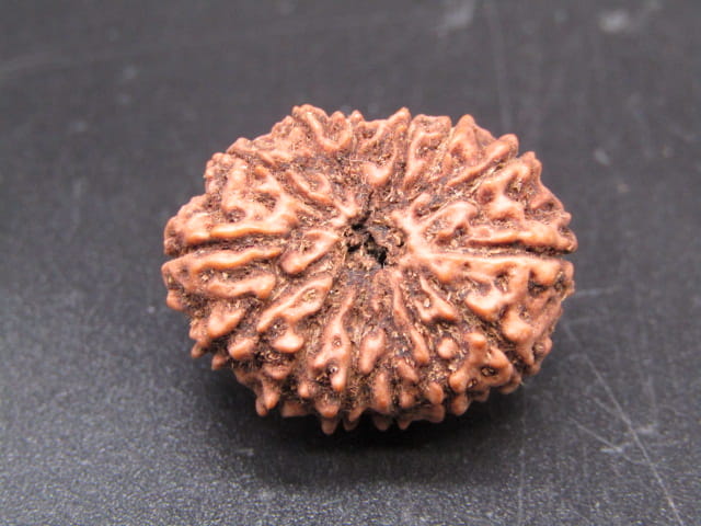 🌿 14 Mukhi Nepali Rudraksha (Natural & Certified). Super Collector