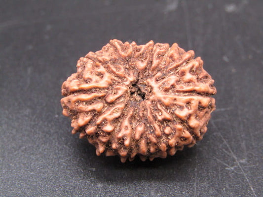 🌿 14 Mukhi Nepali Rudraksha (Natural & Certified). Super Collector