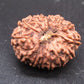 🌿 14 Mukhi Nepali Rudraksha (Natural & Certified). Super Collector