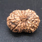 🌿 14 Mukhi Nepali Rudraksha (Natural & Certified). Super Collector
