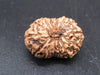 🌿 14 Mukhi Nepali Rudraksha (Natural & Certified). Super Collector