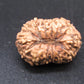 🌿 14 Mukhi Nepali Rudraksha (Natural & Certified). Super Collector