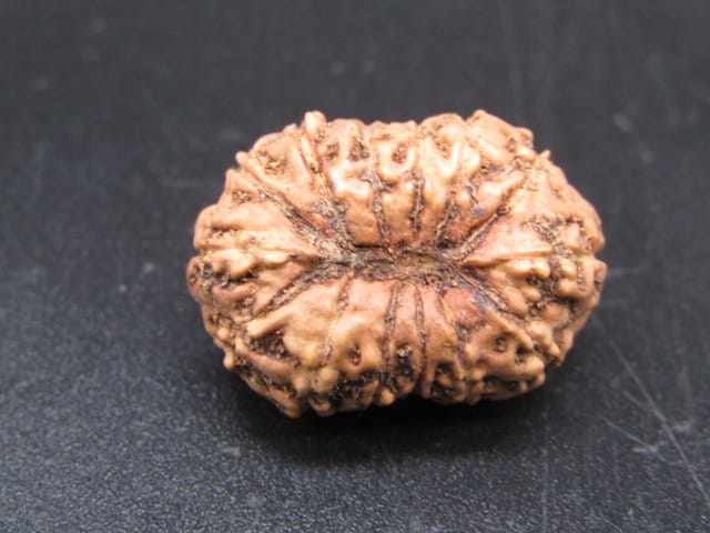 🌿 14 Mukhi Nepali Rudraksha (Natural & Certified). Super Collector