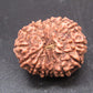 🌿 14 Mukhi Nepali Rudraksha (Natural & Certified). Super Collector