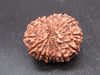 🌿 14 Mukhi Nepali Rudraksha (Natural & Certified). Super Collector