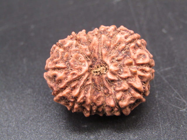 🌿 14 Mukhi Nepali Rudraksha (Natural & Certified). Super Collector
