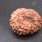 🌿 14 Mukhi Nepali Rudraksha (Natural & Certified). Super Collector