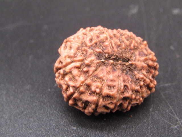 🌿 14 Mukhi Nepali Rudraksha (Natural & Certified). Super Collector