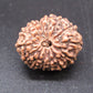 🌿 14 Mukhi Nepali Rudraksha (Natural & Certified). Super Collector